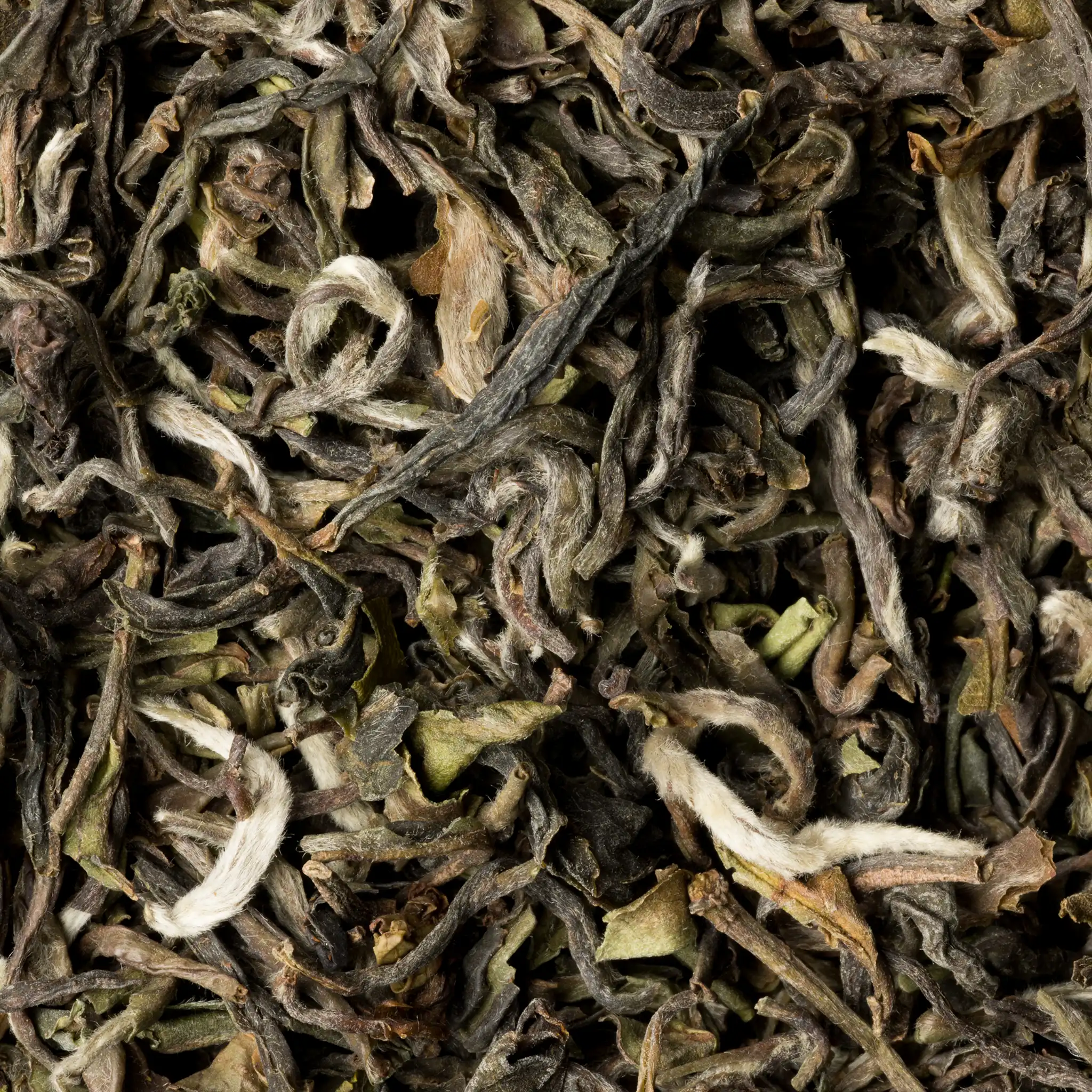 Darjeeling Lingia - First Flush 2026 FTGFOP1